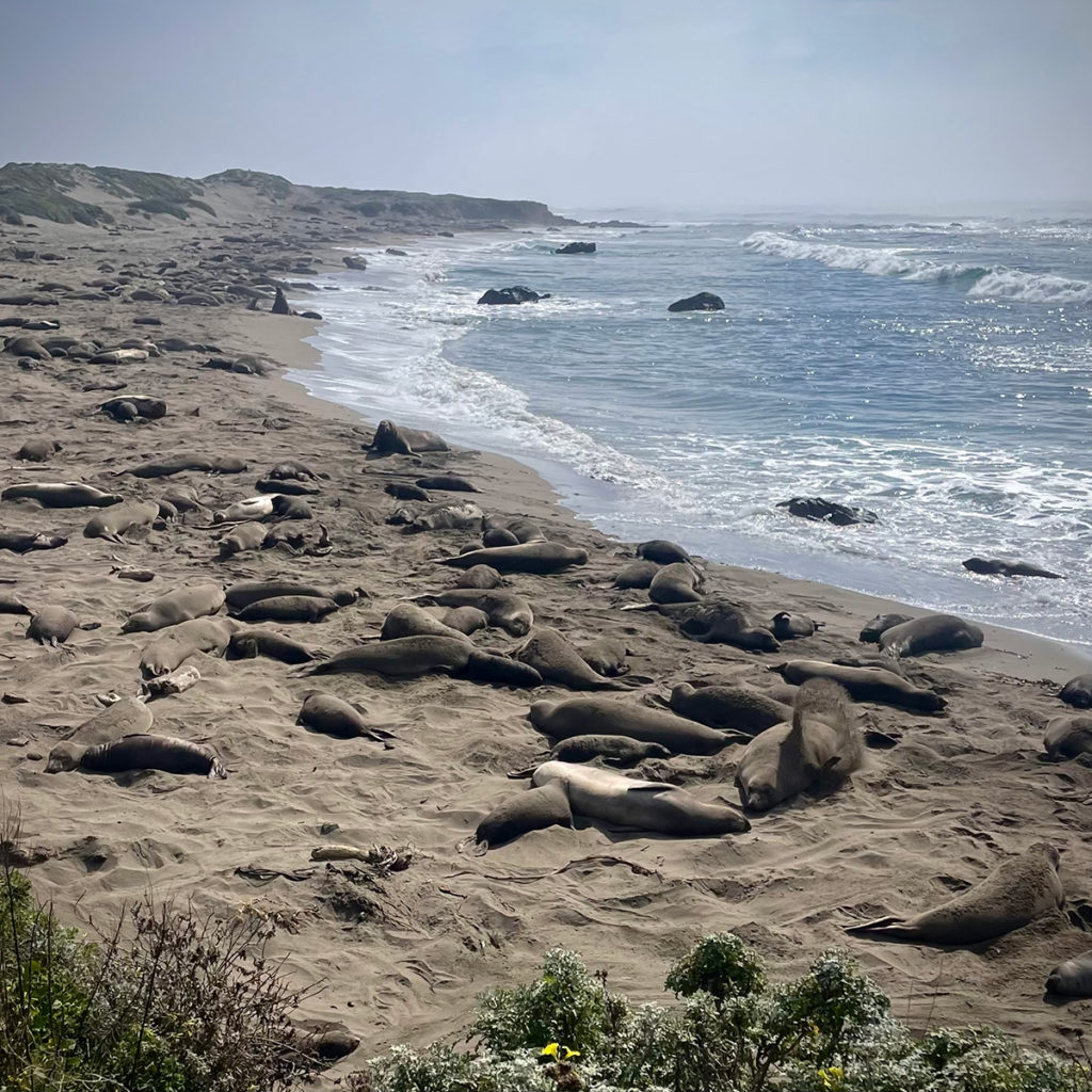 A bunch of Elephant Seals laying on a beach on the California coast.