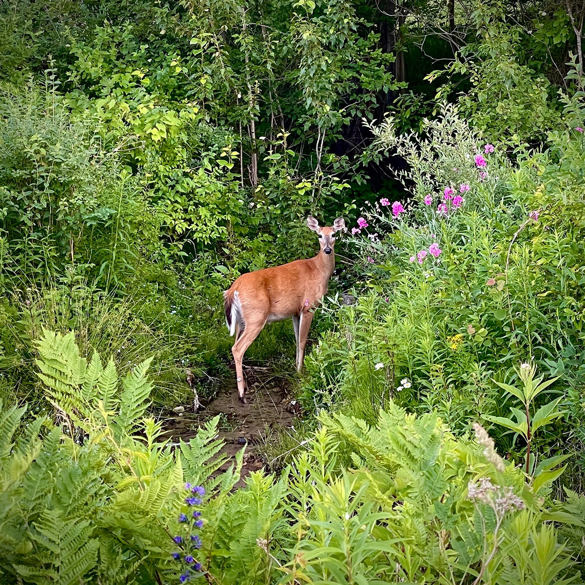 A young deer in a wooded clearing along the Bear River in Petoskey Michigan.