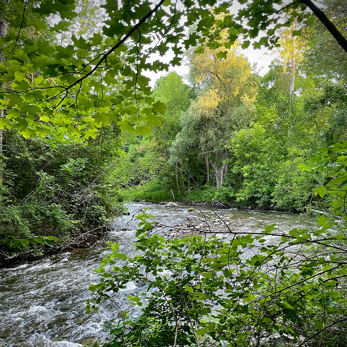 The Bear River in Petoskey, Michigan.