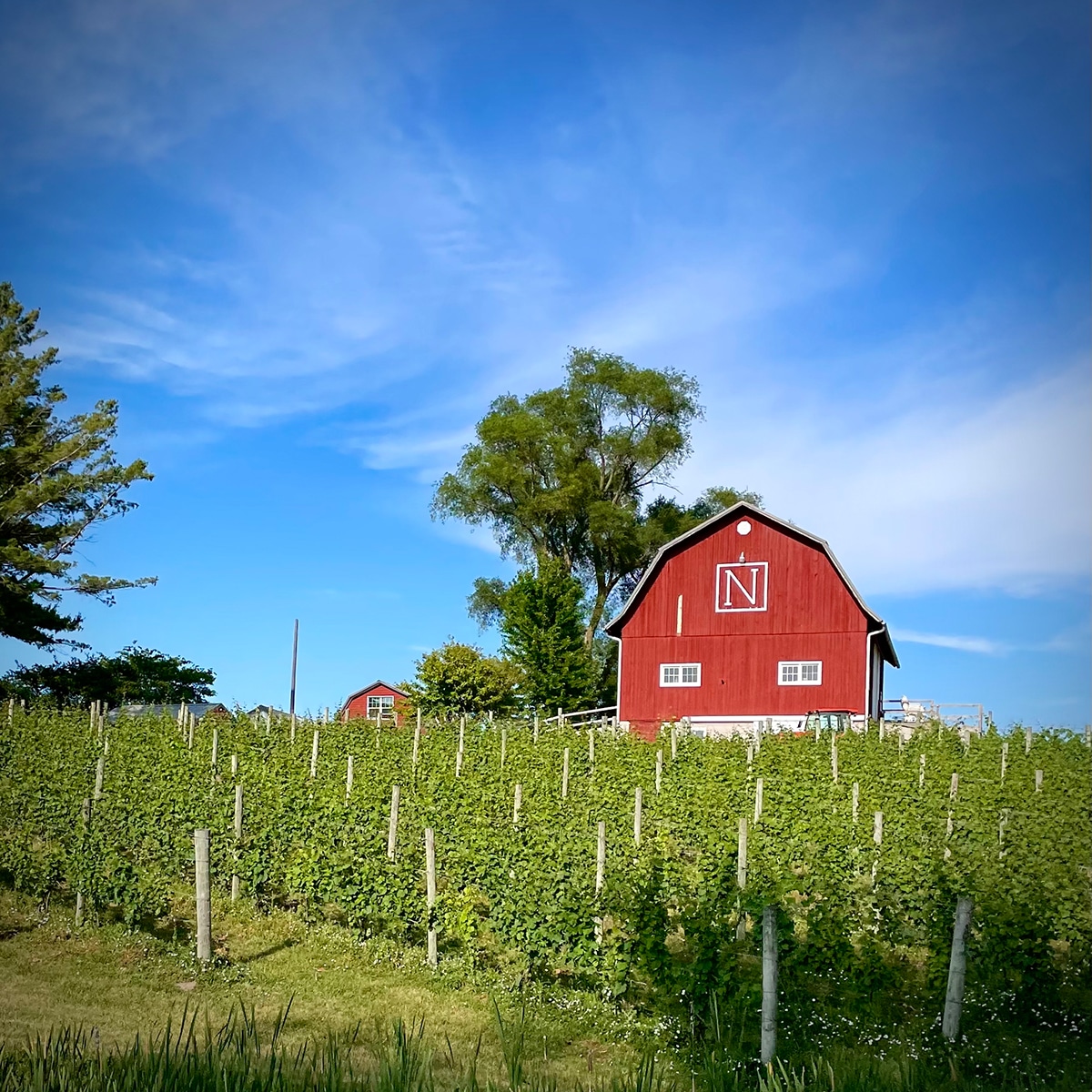 A red barn surrounded by rows of growing wine grapes on Old Mission Peninsula in Michigan.