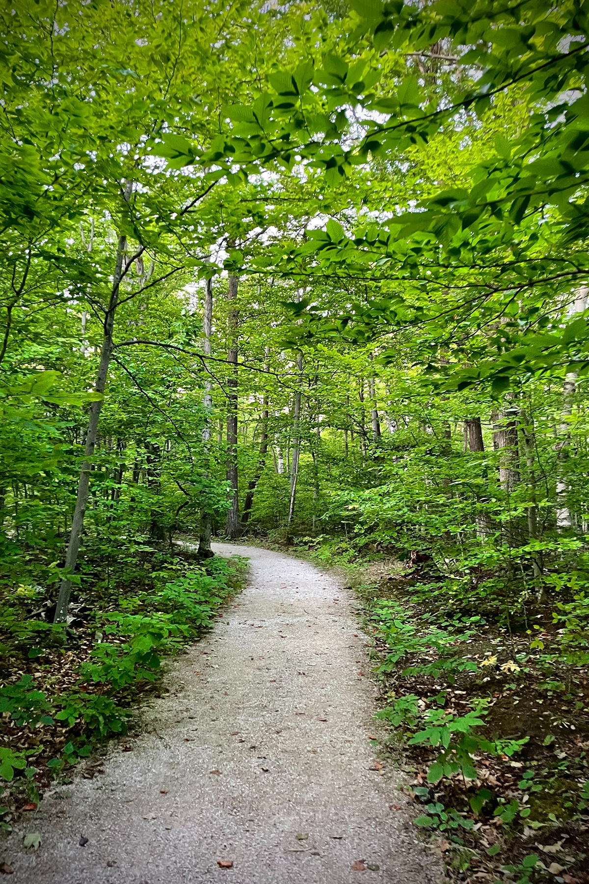 The wooded trail that winds through Ellison Bluff State Natural Area.