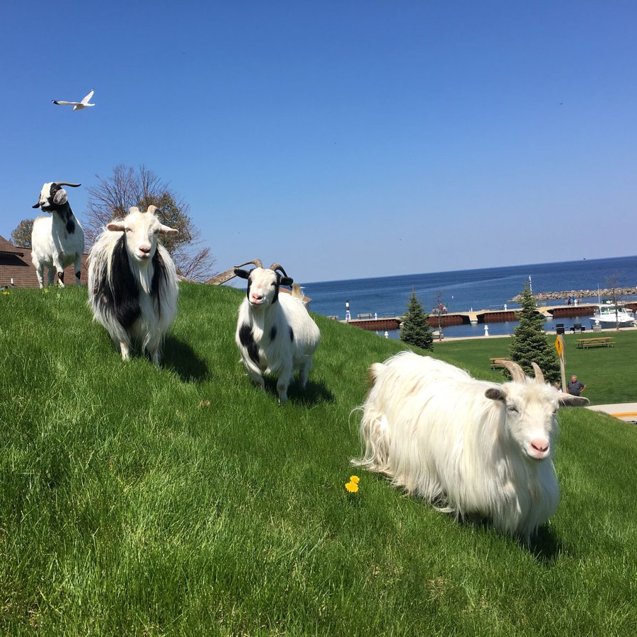 Goats on the grass covered roof of Stabbur Beer Garden in Sister Bay.