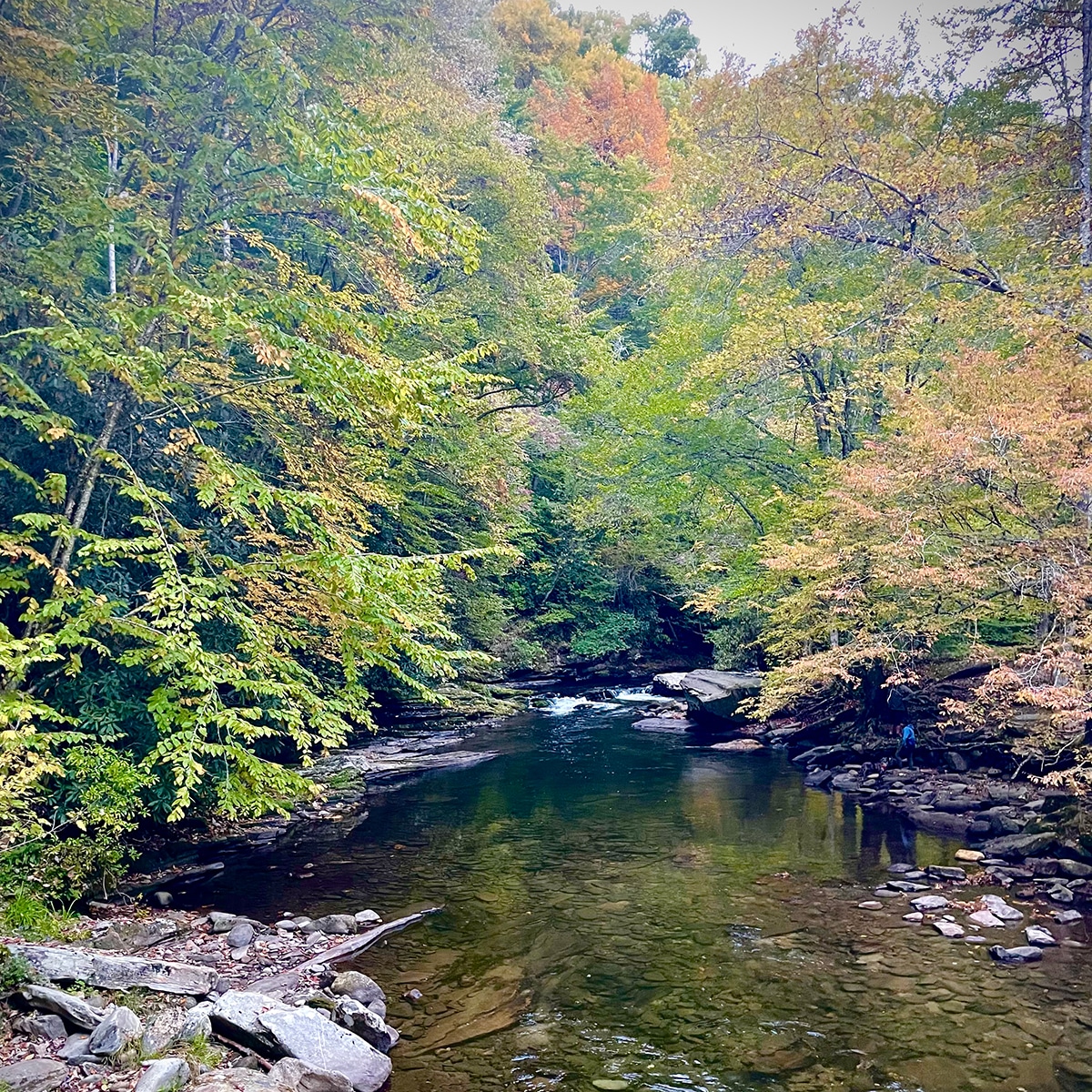 A glassy stream surrounded by trees with changing leaves in Great Smoky Mountains National Park.