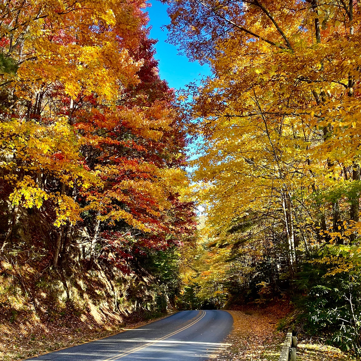 A road in North Carolina with trees on both sides displaying multi colored fall leaves.