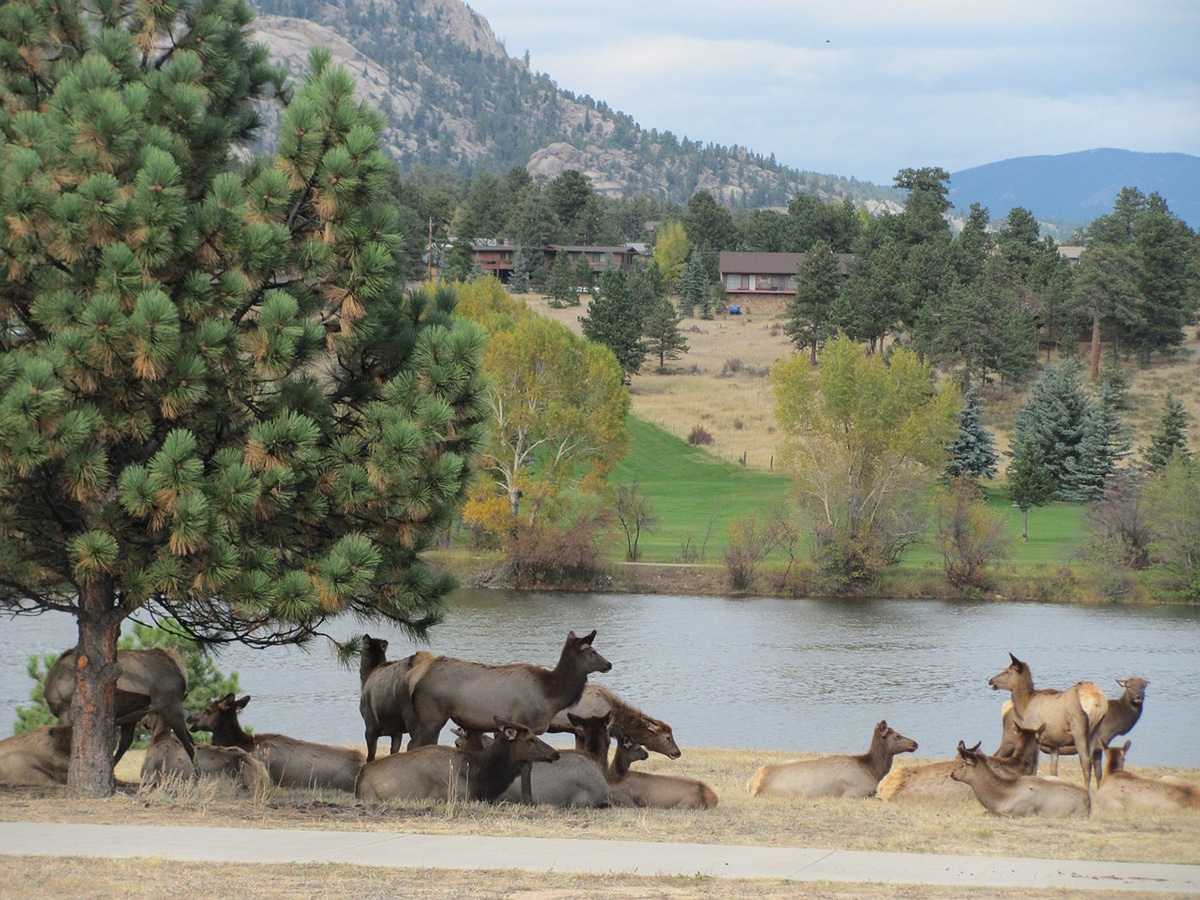 A herd of elk next to Lake Estes in Estes Park Colorado.