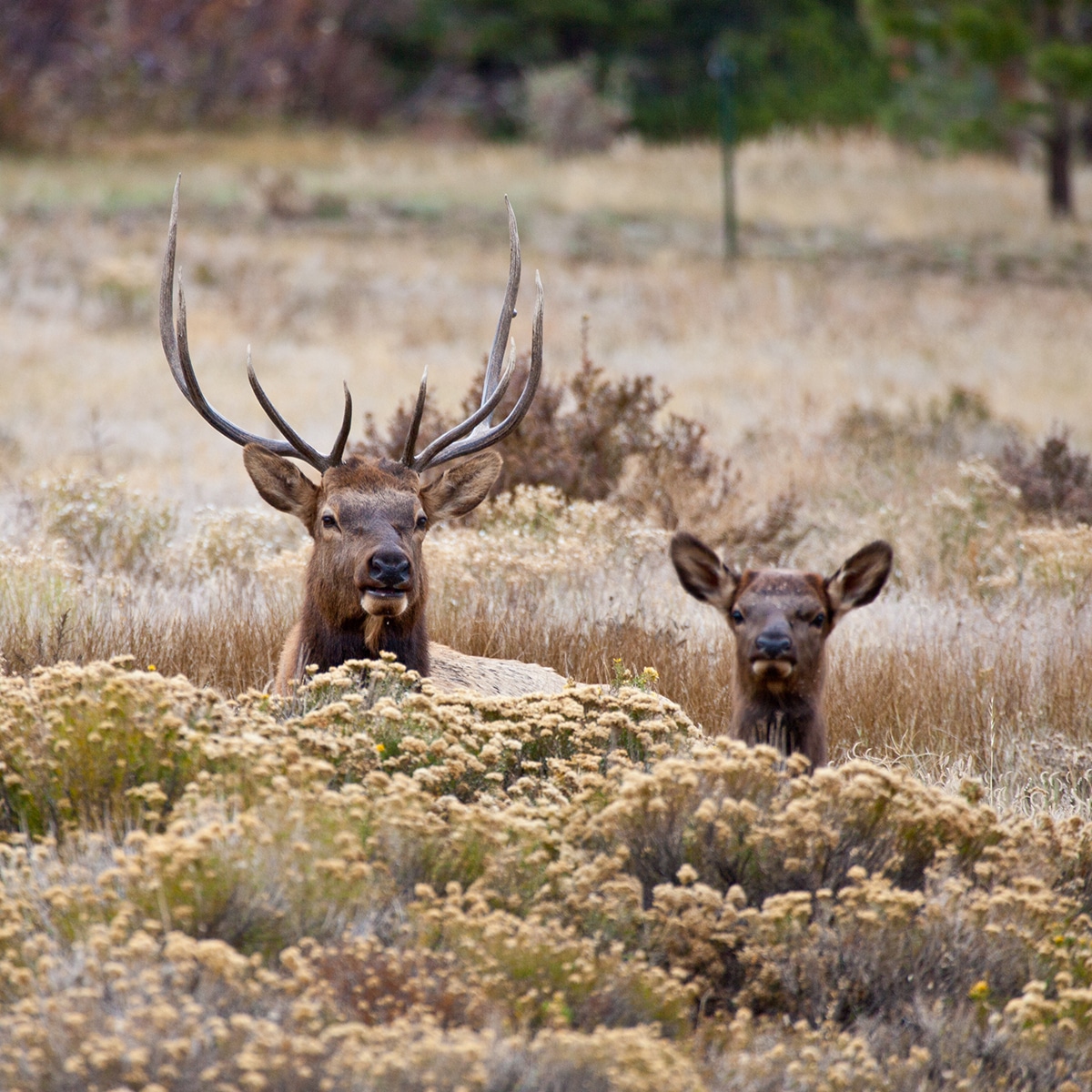 An adult male elk and a young elk peering over a bush in Estes Park Colorado.